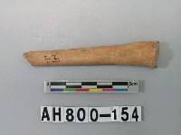 藏品(獸骨殘骸)的圖片